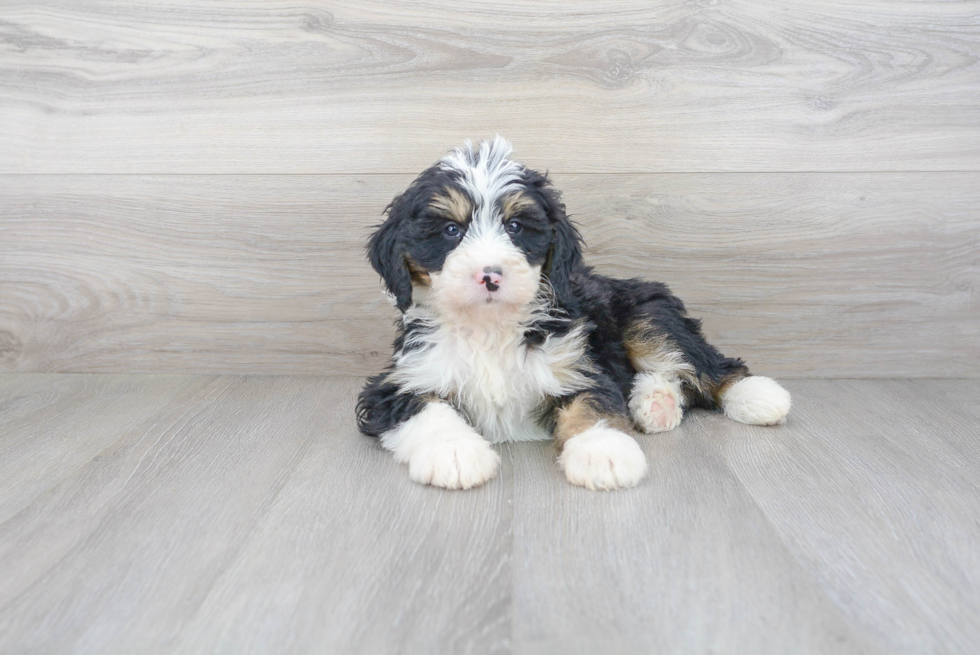 Mini Bernedoodle Puppy for Adoption