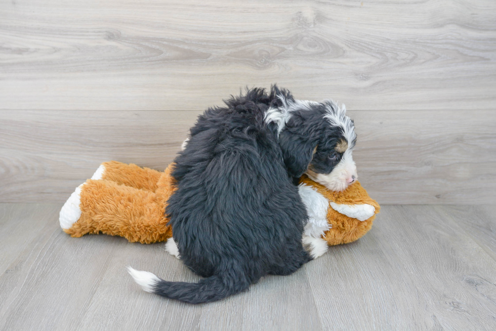 Energetic Mini Berniedoodle Poodle Mix Puppy