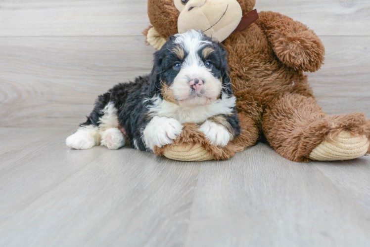 Mini Bernedoodle Pup Being Cute