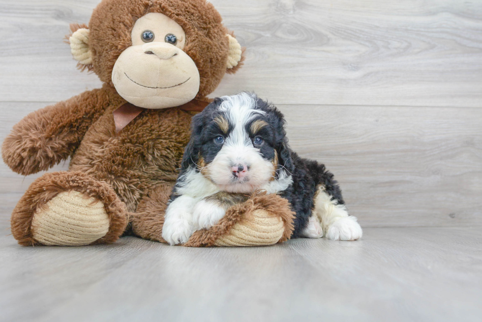 Best Mini Bernedoodle Baby