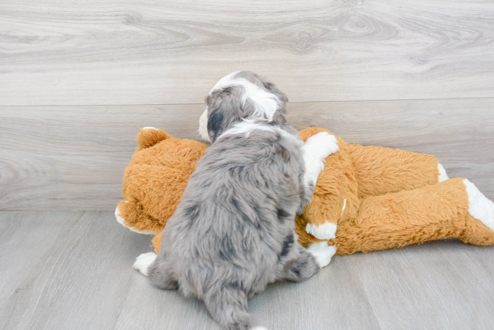 Cute Mini Bernedoodle Baby