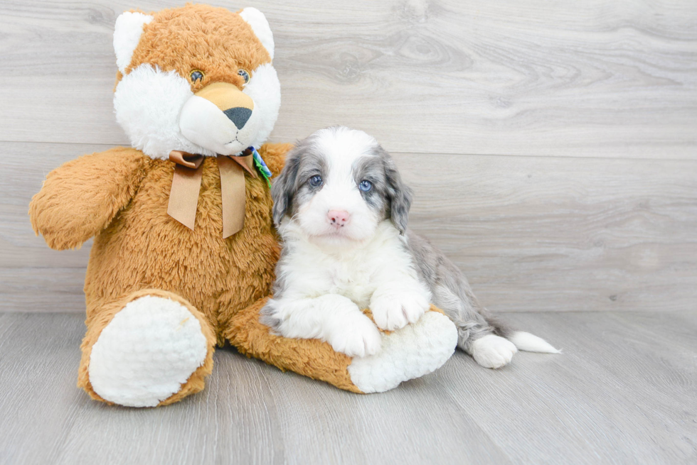 Mini Bernedoodle Pup Being Cute