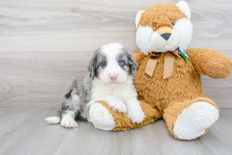 Hypoallergenic Mini Berniedoodle Poodle Mix Puppy