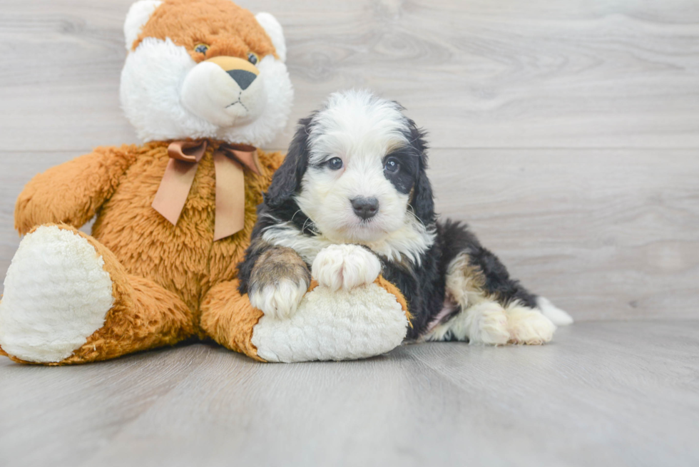 Mini Bernedoodle Puppy for Adoption