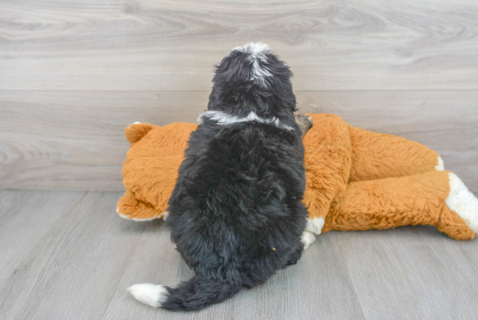 Mini Bernedoodle Puppy for Adoption