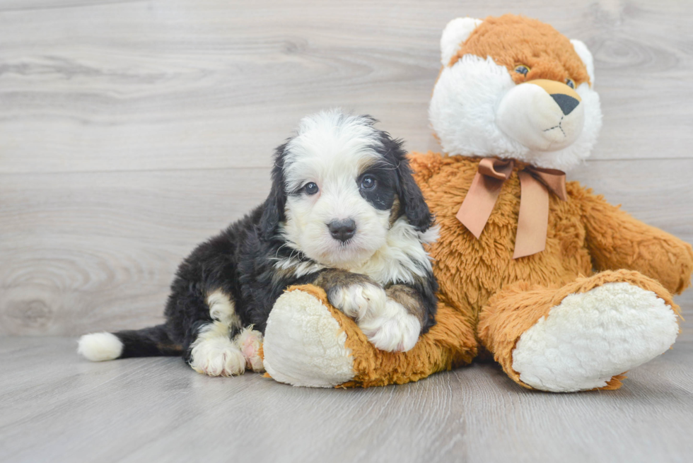 Adorable Bernadoodle Poodle Mix Puppy