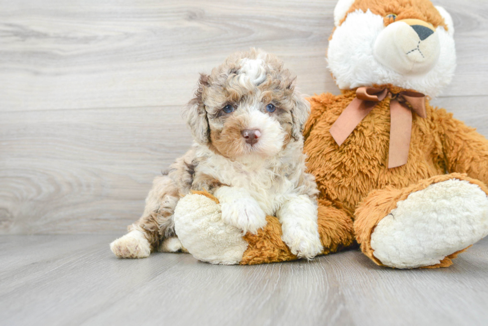 Fluffy Mini Bernedoodle Poodle Mix Pup