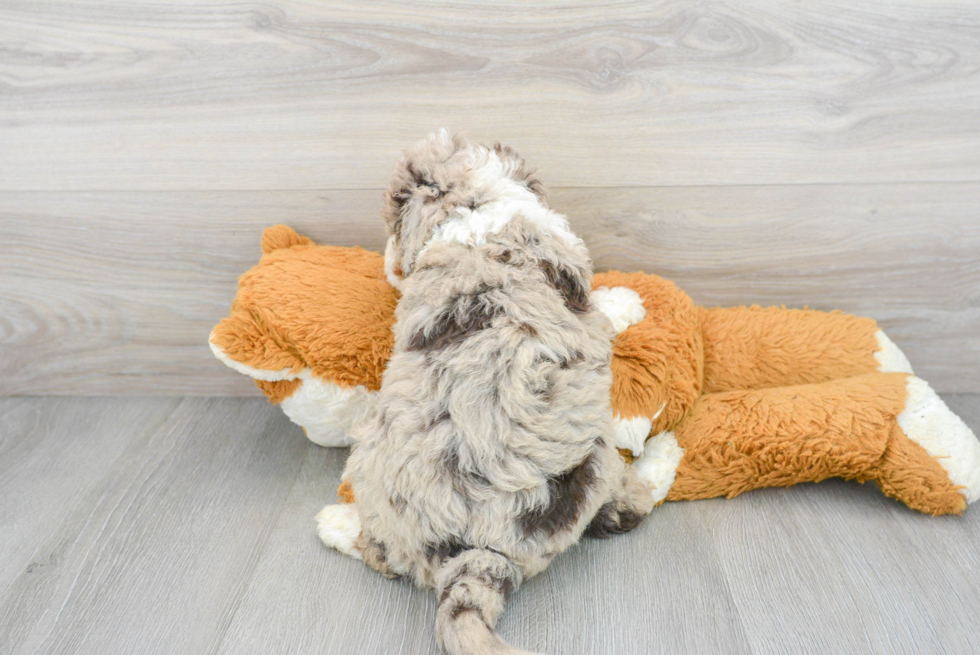 Mini Bernedoodle Pup Being Cute