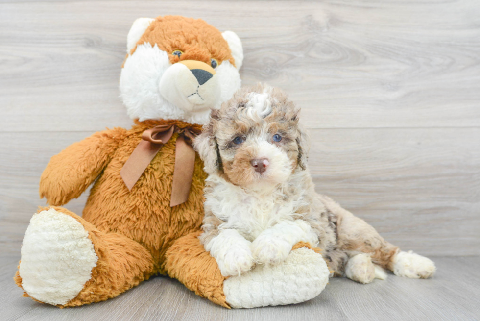 Happy Mini Bernedoodle Baby