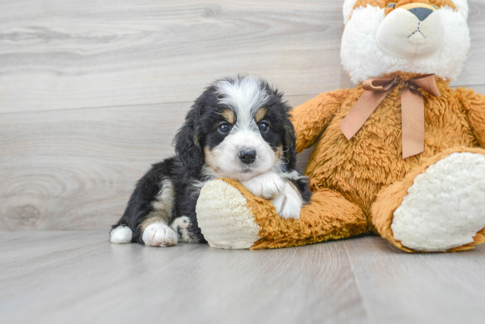 Mini Bernedoodle Pup Being Cute