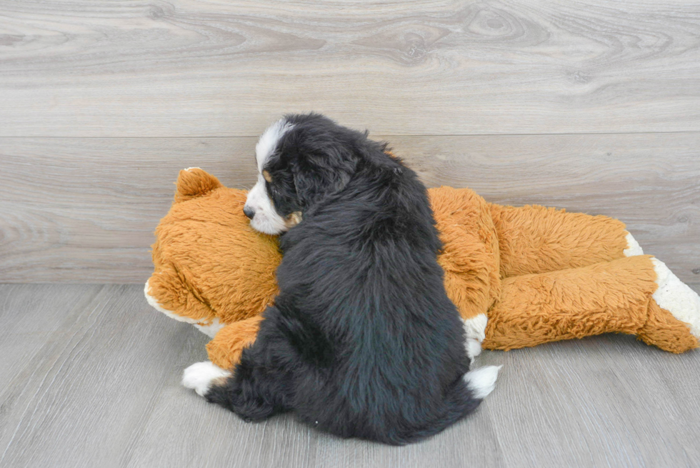 Adorable Mini Berniedoodle Poodle Mix Puppy