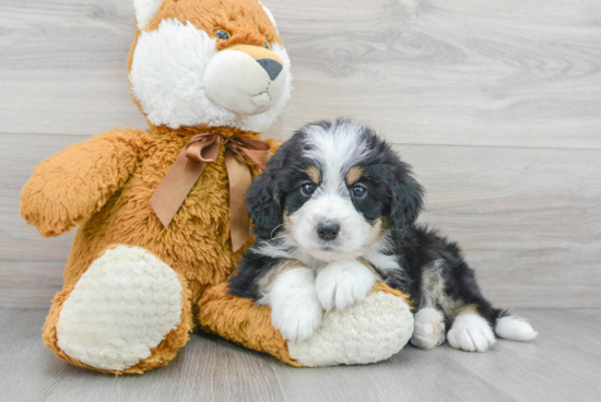 Best Mini Bernedoodle Baby