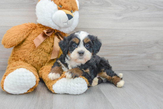 Best Mini Bernedoodle Baby