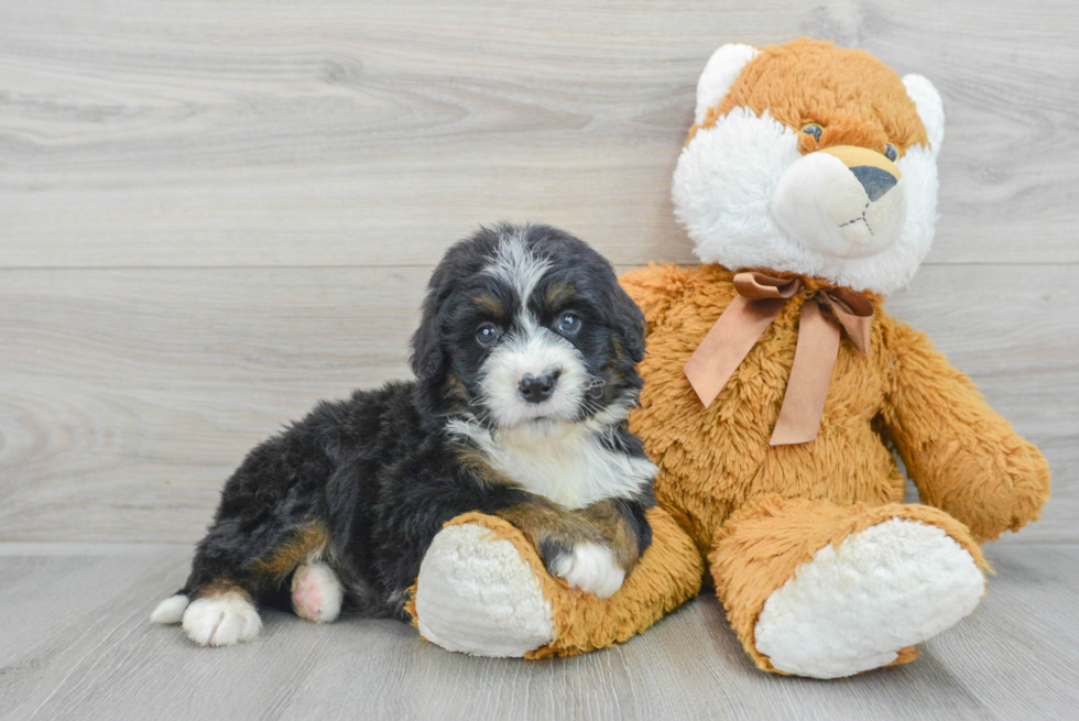 Mini Bernedoodle Puppy for Adoption