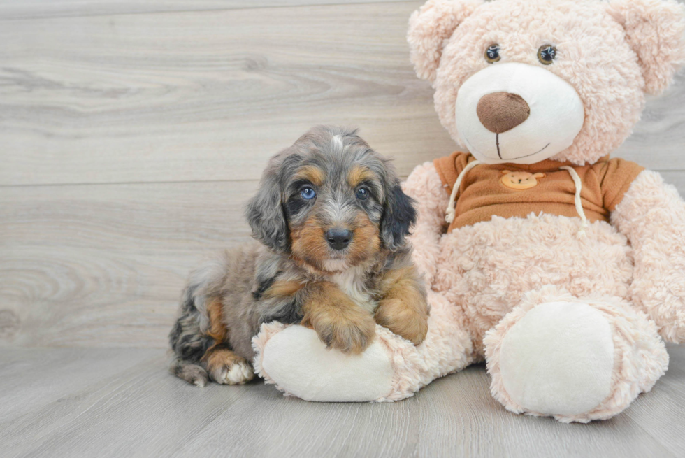 Mini Bernedoodle Pup Being Cute