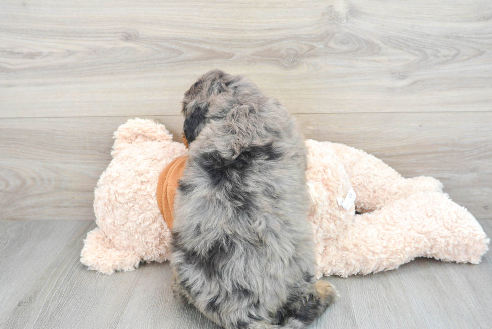 Mini Bernedoodle Pup Being Cute