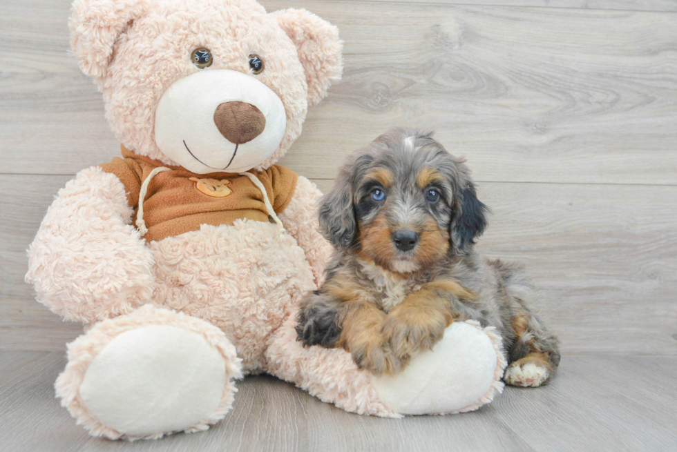 Best Mini Bernedoodle Baby