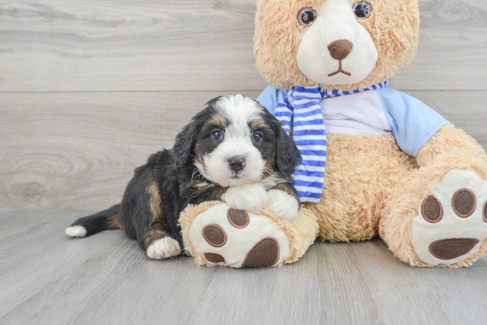 Best Mini Bernedoodle Baby