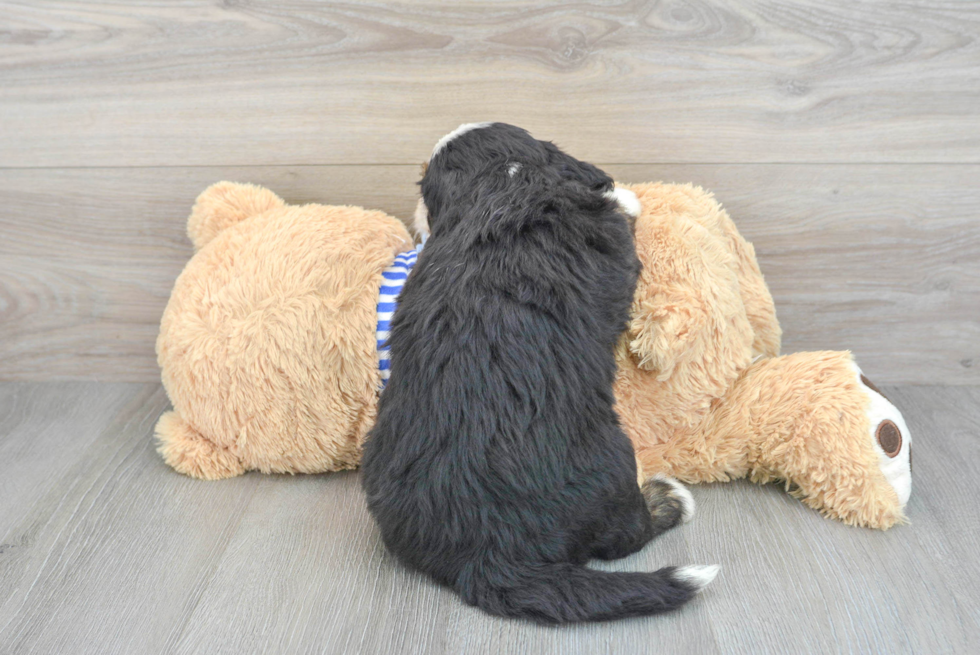 Best Mini Bernedoodle Baby