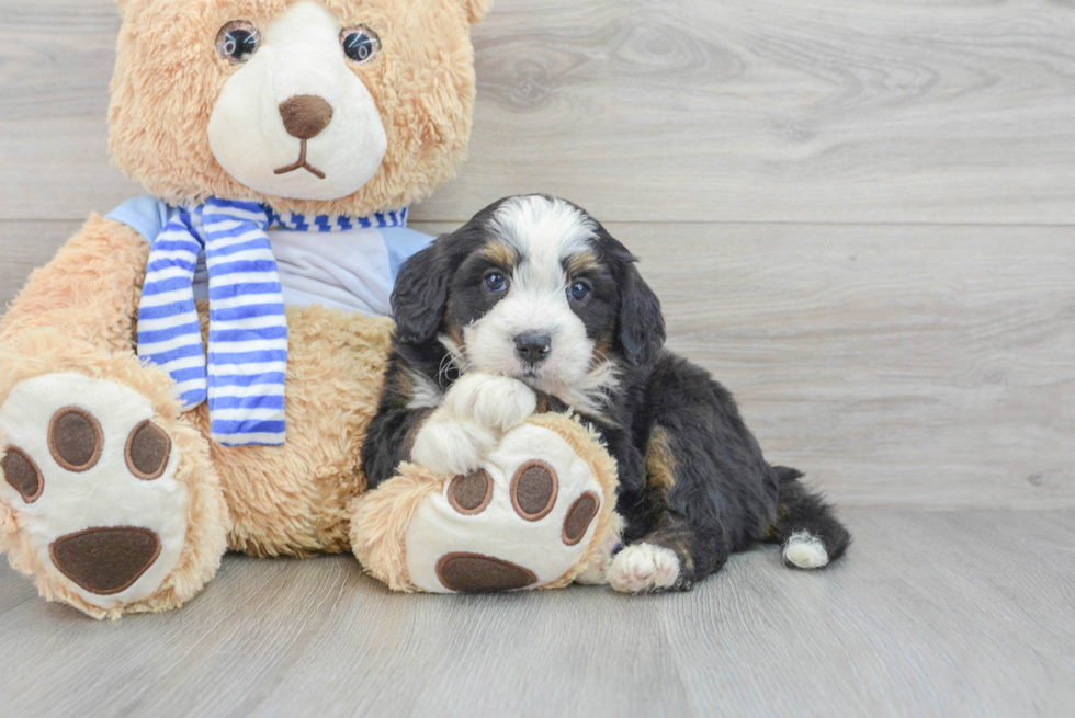 Mini Bernedoodle Puppy for Adoption