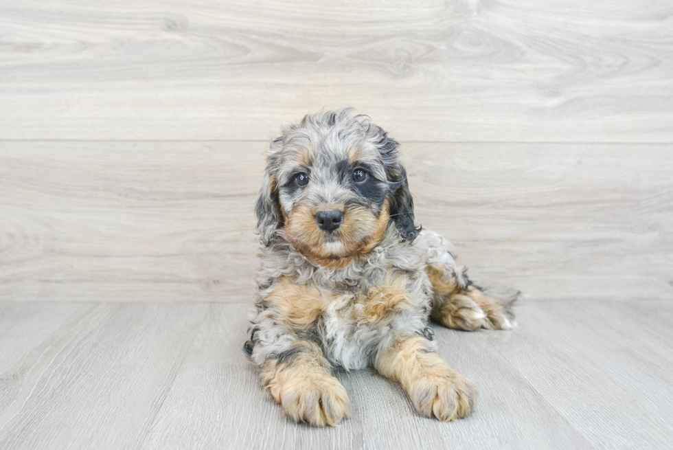 Petite Mini Bernedoodle Poodle Mix Pup