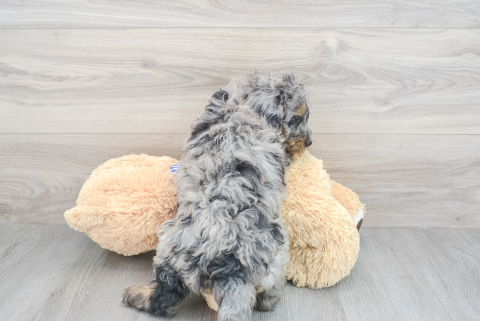 Funny Mini Bernedoodle Poodle Mix Pup