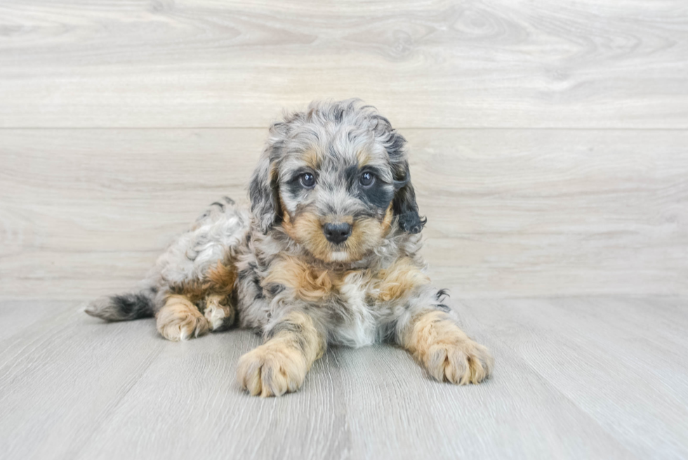 Funny Mini Bernedoodle Poodle Mix Pup