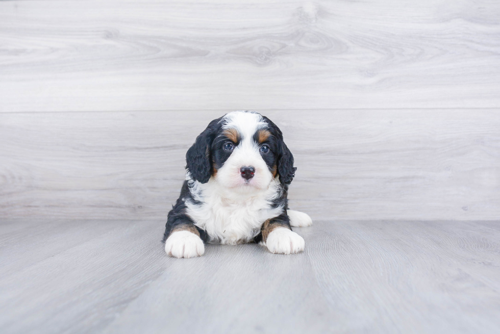 Best Mini Bernedoodle Baby