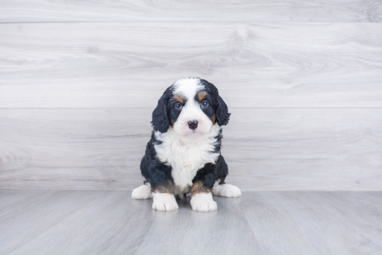 Best Mini Bernedoodle Baby