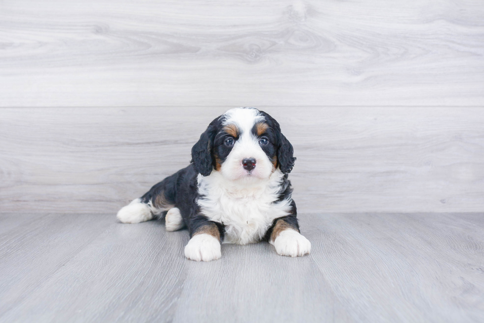 Smart Mini Bernedoodle Poodle Mix Pup