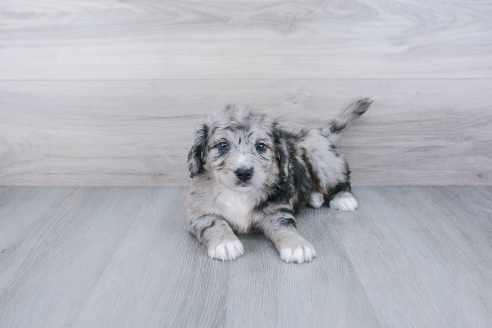 Best Mini Bernedoodle Baby