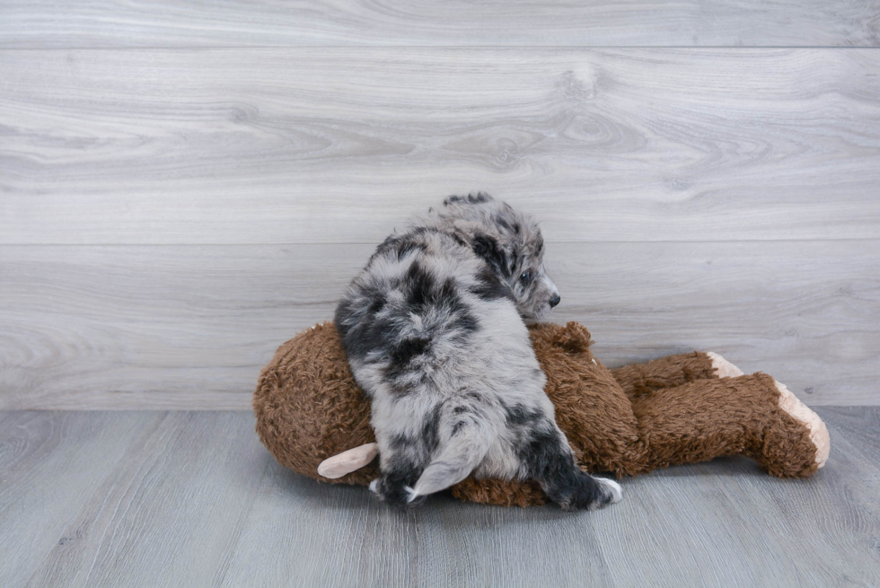 Happy Mini Bernedoodle Baby