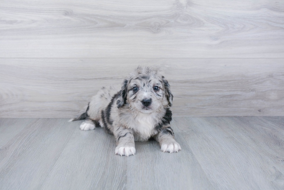 Sweet Mini Bernedoodle Baby