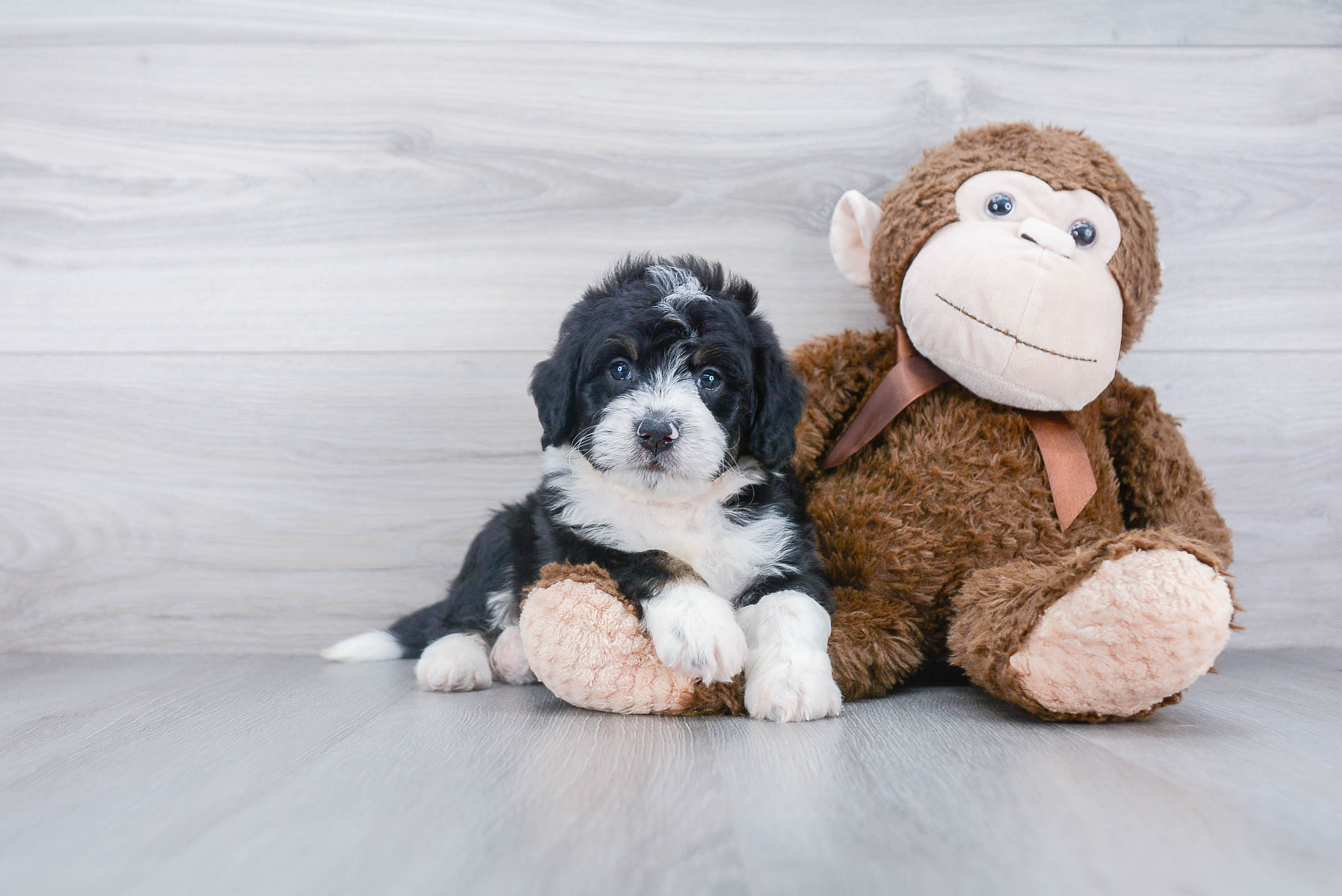 Adorable Bernadoodle Poodle Mix Puppy