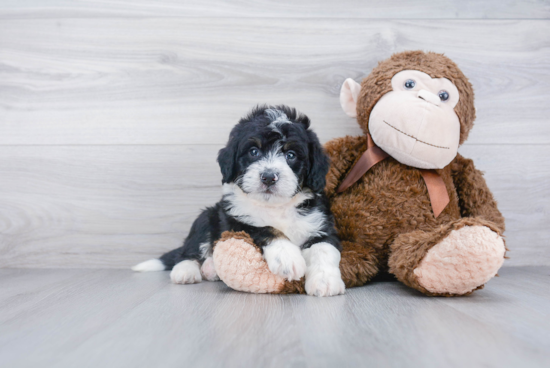 Adorable Bernadoodle Poodle Mix Puppy