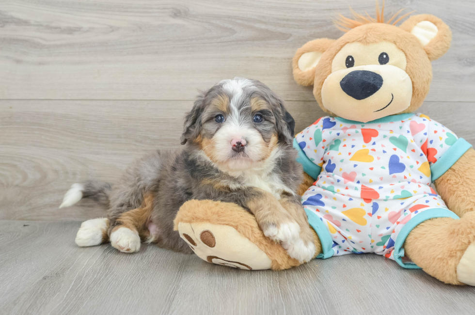 6 week old Mini Bernedoodle Puppy For Sale - Premier Pups