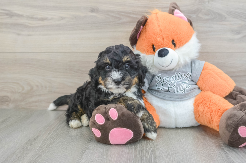 6 week old Mini Bernedoodle Puppy For Sale - Premier Pups