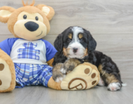 7 week old Mini Bernedoodle Puppy For Sale - Premier Pups
