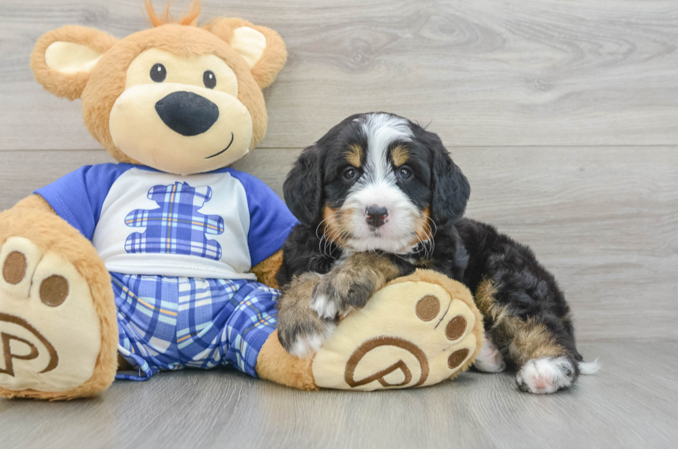 5 week old Mini Bernedoodle Puppy For Sale - Premier Pups