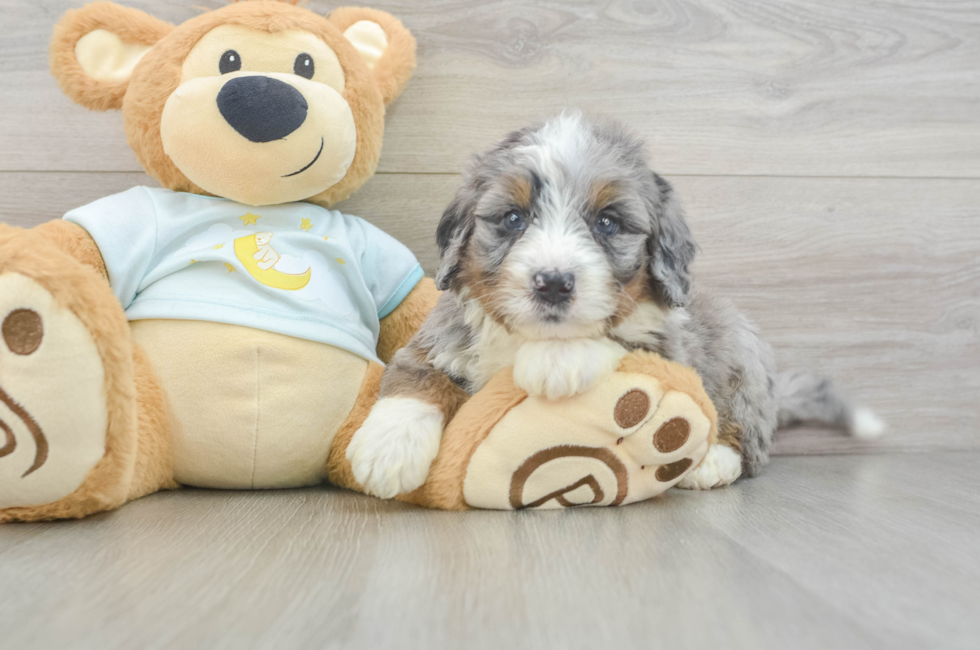 5 week old Mini Bernedoodle Puppy For Sale - Premier Pups