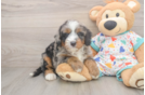 Energetic Mini Bernadoodle Poodle Mix Puppy
