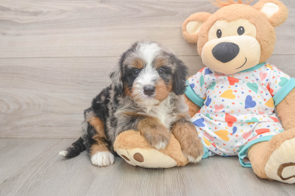 Energetic Mini Bernadoodle Poodle Mix Puppy
