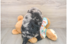 Playful Mini Bernadoodle Poodle Mix Puppy