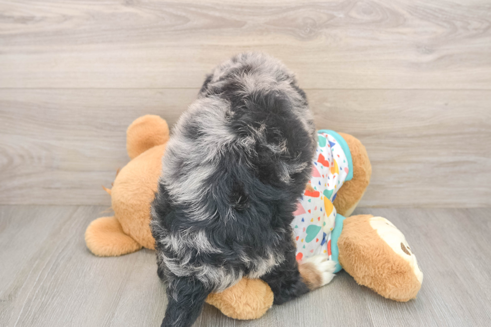 Playful Mini Bernadoodle Poodle Mix Puppy