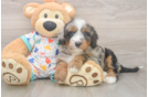 Mini Bernedoodle Puppy for Adoption