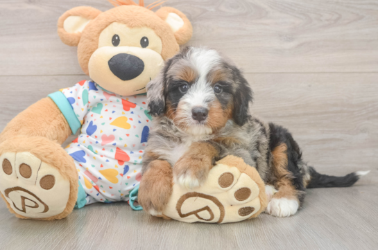 Mini Bernedoodle Puppy for Adoption