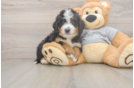 Mini Bernedoodle Puppy for Adoption