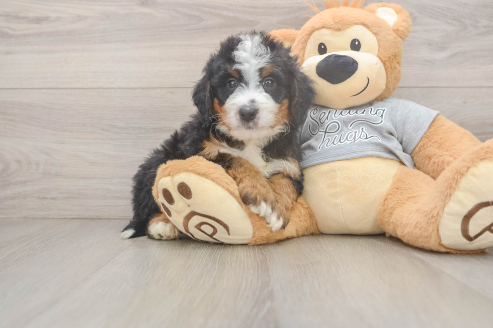 Mini Bernedoodle Puppy for Adoption