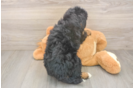 Little Mini Bernesedoodle Poodle Mix Puppy