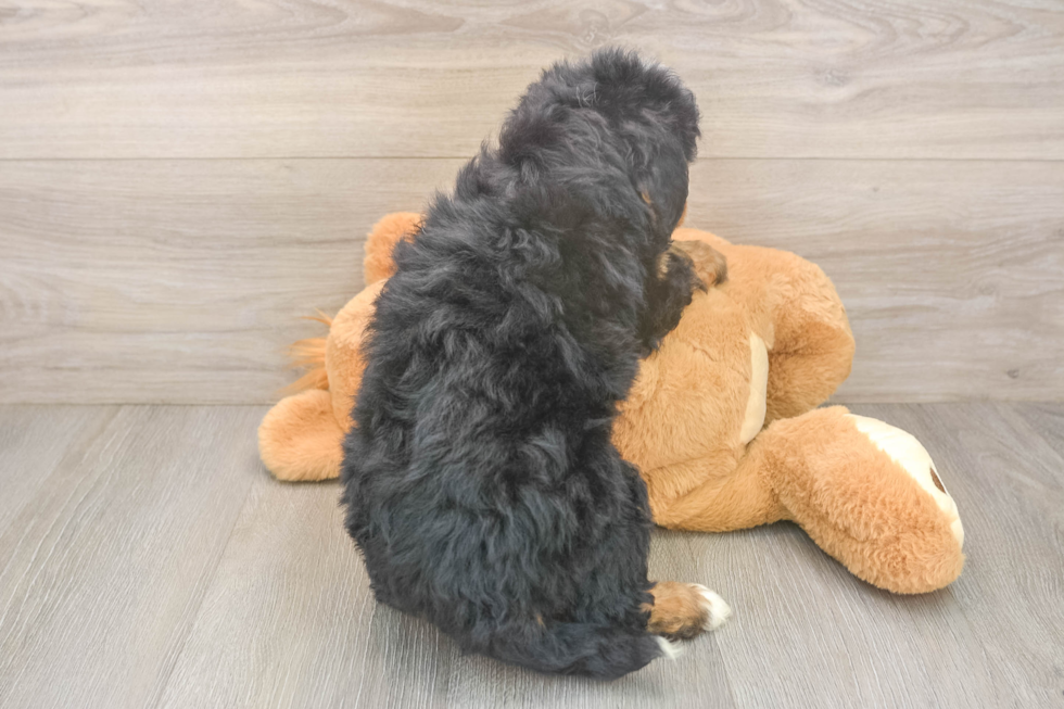 Little Mini Bernesedoodle Poodle Mix Puppy